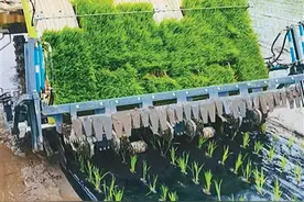 秧苗插得准，还能长得好（科技瞭望）图片