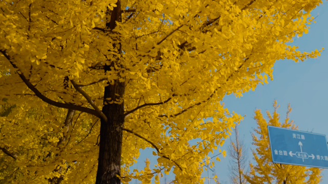 落叶缓扫！在什邡邂逅初冬的“杏”好时光