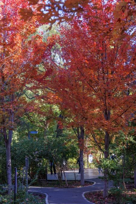 万里无云，阳光正好！周末到公园欣赏北京的秋