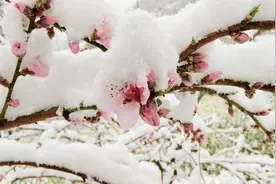 兴山：春花遇雪 美得惊心“冻”魄图片