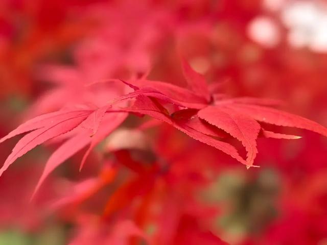 霜染丹枫！全州这个地方已进入观赏期~