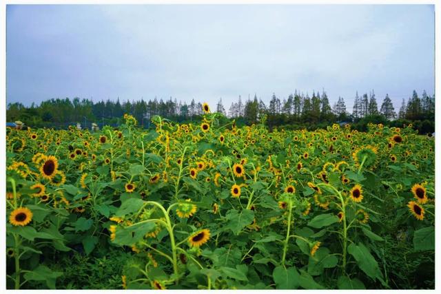 私藏！奉贤的秋，美到封神