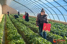 新春走基层|灵台：大棚草莓种出甜蜜生活图片