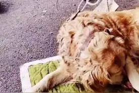 金毛在狗肉车上产子后仍不忘哺育幼崽：母爱太伟大图片