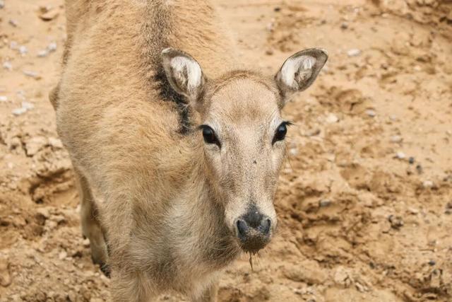 这片焦糖色的“童话森林”，美得藏不住了！