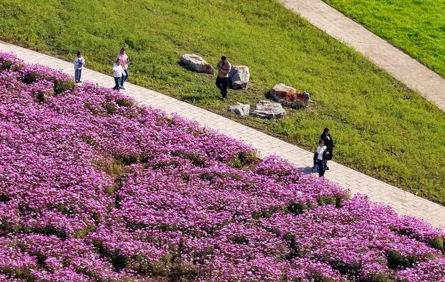 山西临汾波斯菊花开 美景醉游人