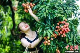 四川合江：荔枝丰收采摘忙图片