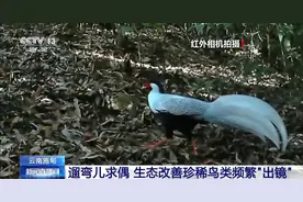 鸟儿的筑巢本领有多强？“最美纺织工”搭的精品“房”了解一下图片