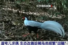 鸟儿的筑巢本领有多强？“最美纺织工”搭的精品“房”了解一下图片