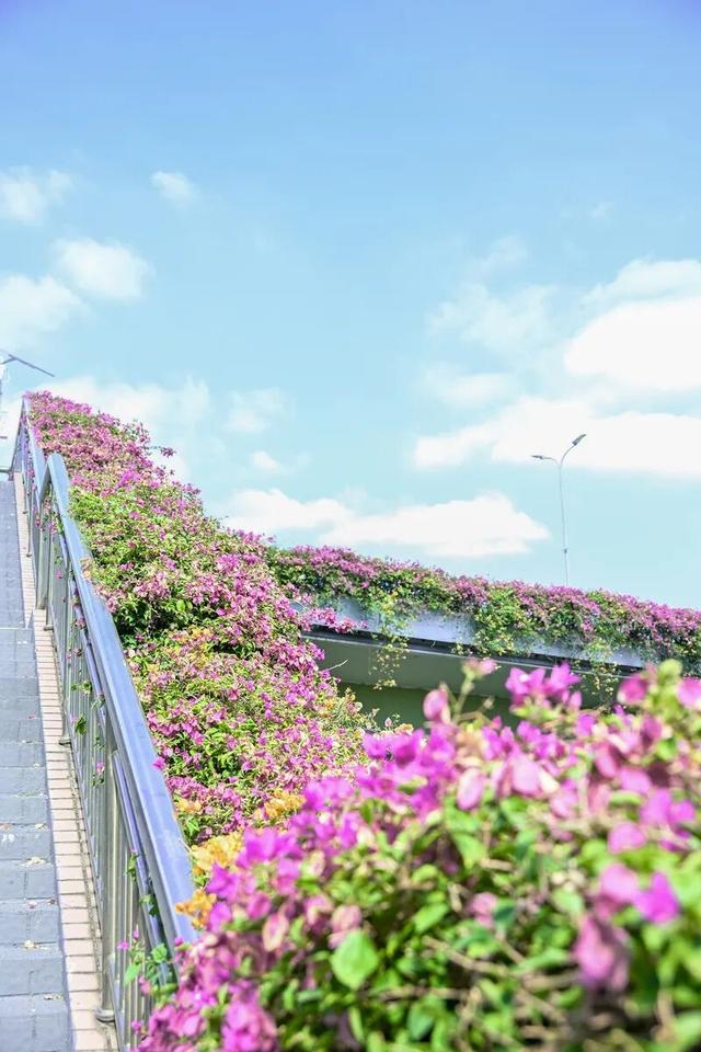 深圳知名景区紧急通知！