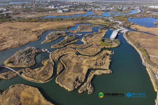 张掖：湿地公园千亩蒹葭鎏金，候鸟翅掠清波