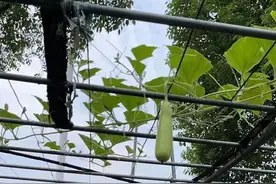 这种瓜别吃！很多苏州人夏季餐桌上都有→图片