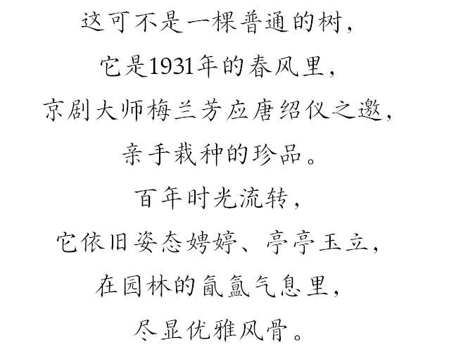 上新！珠海“顶流爱心树”浪漫升级，出片率100%！