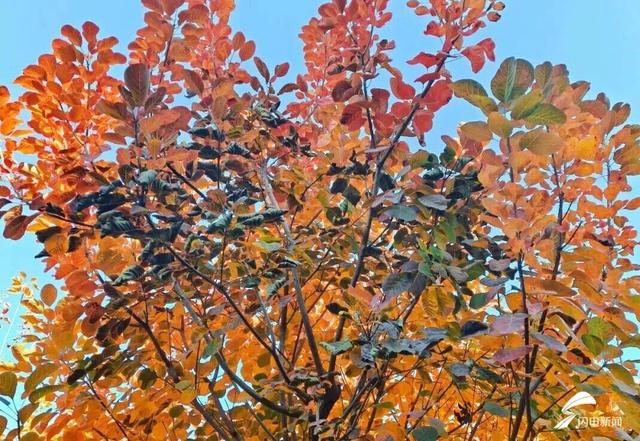 组图丨一大波美图来袭！泰山景区9个赏秋地超出片