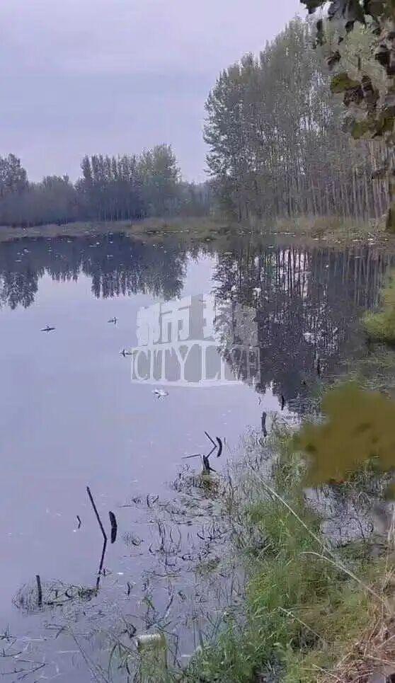 潍坊诸城一水库水现“石油色”，承包人称死鱼超3万斤，环保部门回应