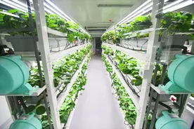 果蔬住进玻璃盒 想吃啥味您请说图片