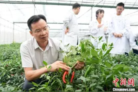 湖南樟树港辣椒田被淹 农业专家田间“把脉”图片