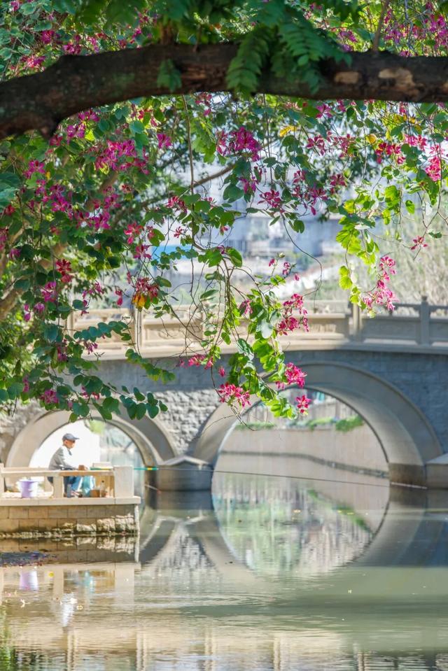 天气正好、花正开，去看粉色的东莞！