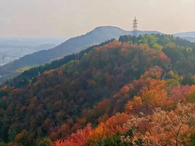 多彩京秋丨全市彩叶树变色率播报（2025.11.12）