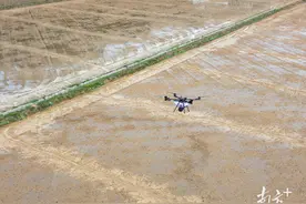 AI下田，如何“爆改”广东农业？图片