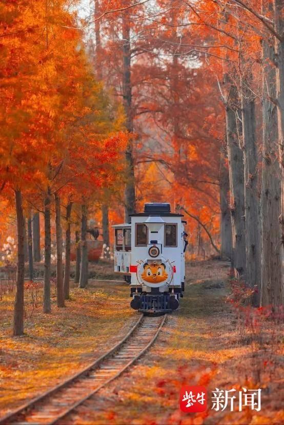 黄海森林：红杉入画来，赏景正当时