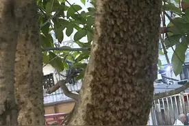 上海街头惊现数百只蜜蜂盘旋！聚集成巨大“定时炸弹”……启动应急预案→图片