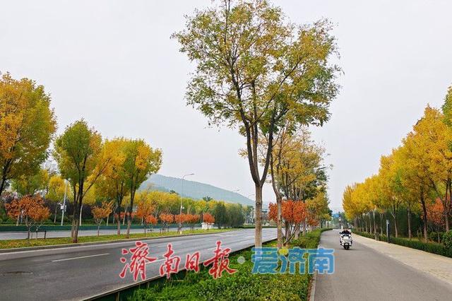 深秋时节，漫步历下处处皆景