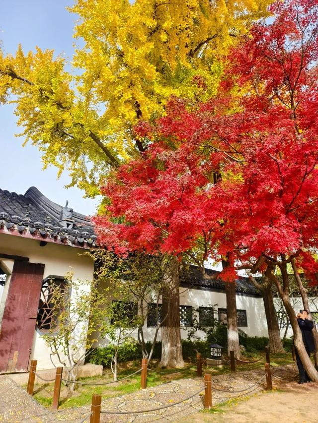 美爆了！南京“番茄炒蛋树”前，挤满了人