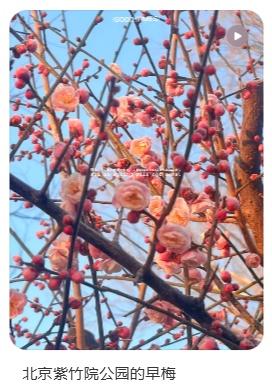 梅花盛放！京城“梅园”汇总来了