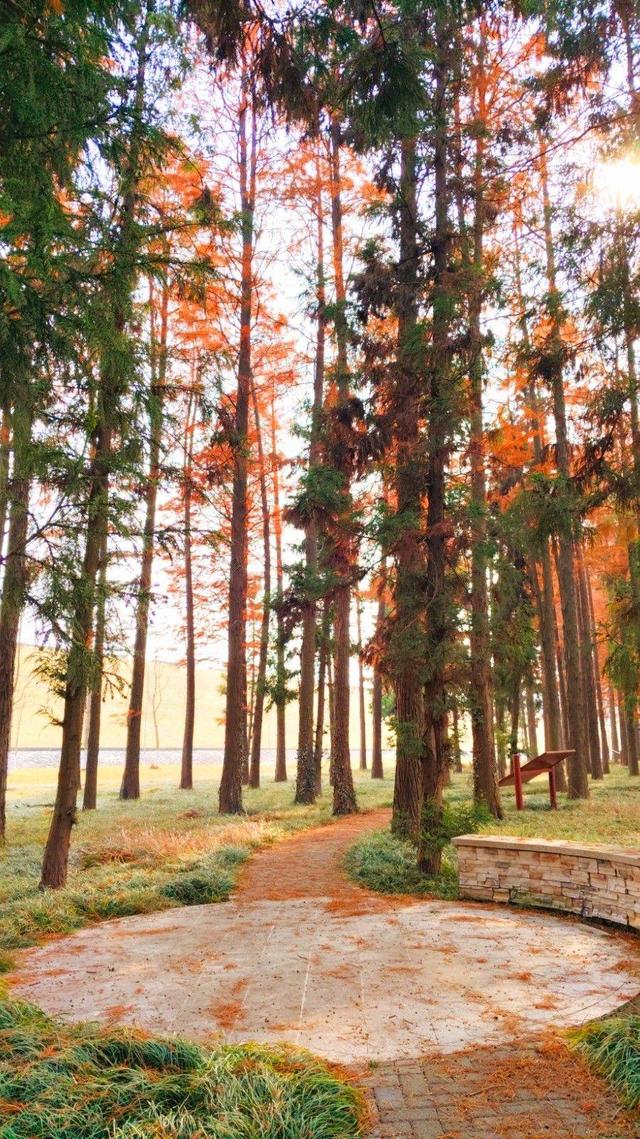 江苏溧水：东屏湖藏生态秘境 松杉林成打卡新地标
