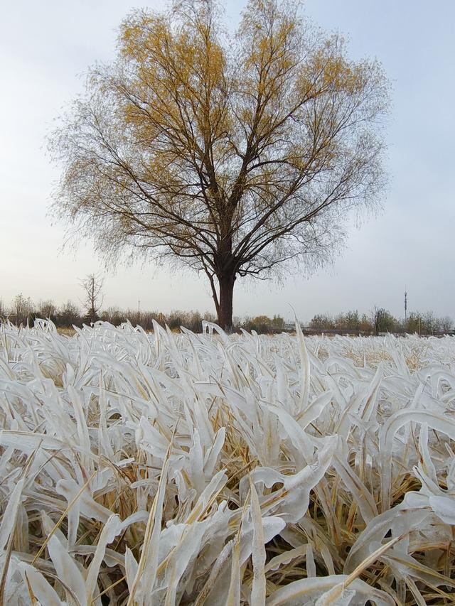 一亩园冬韵：湖漾冰凝冬生趣，花草霜缀笑含春