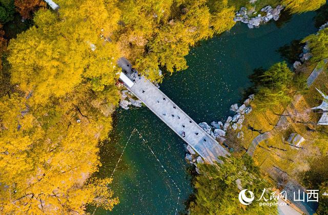 山西太原：秋染晋祠 百年银杏披“金甲”