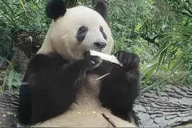 “她好像长胖了 真是太可爱了！” 大熊猫“香香”7岁啦 日本粉丝排队送祝福图片