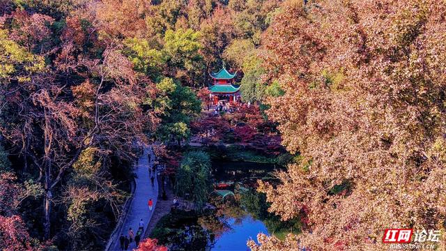 岁暖时刻丨这个季节的岳麓山，连风都是温柔的