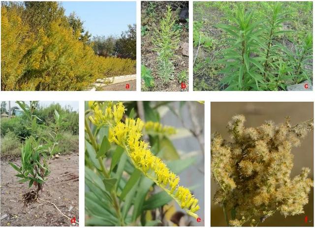 这个原产美国的物种，正疯狂侵占中国的农田、大规模屠杀动植物