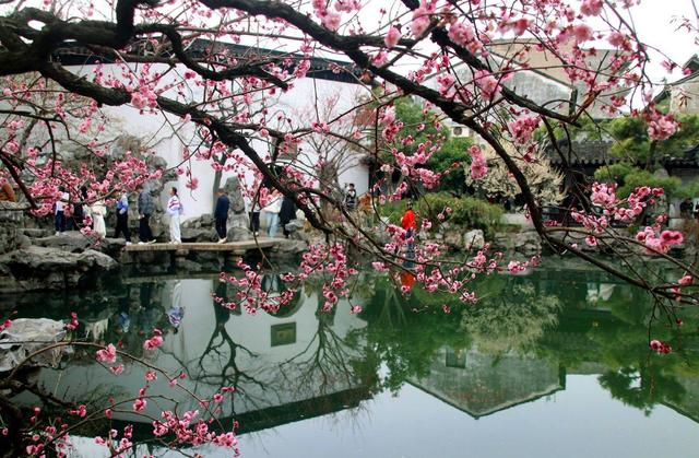 江苏苏州：艺圃红梅竞相绽放 引客共赏早春生机