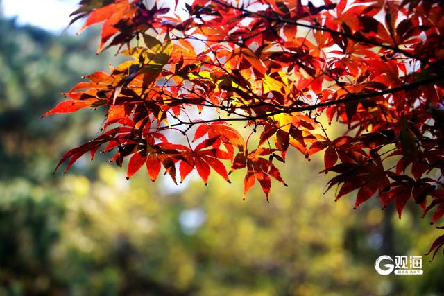 落叶如画！青岛“落叶缓扫”，触手可及的限定美好