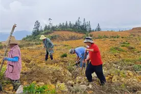 即将实现“菌子”自由！云南西畴县林下种植食用菌 助力生态经济双丰收图片