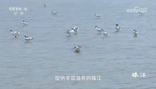 央视热播纪录片《珠江》中的南沙→