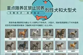 多地解禁“土狗”！童年的“大黄”可以回家了……上海能养吗？图片
