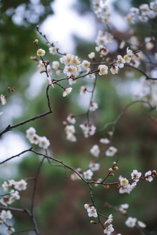 临水白梅盛开！在上海这个公园免费打卡→