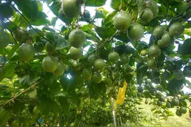普洱镇沅：百香果变“致富果”图片