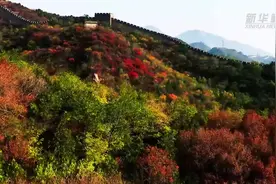 红叶漫山映长城 缤纷秋景美如画图片
