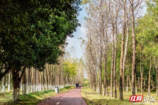 岁暖时刻丨长沙岳麓区藏着条林道，一步是一景
