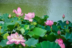 菜园寻宝、萌物见面、露天电影……来浦江郊野公园，名额有限！图片