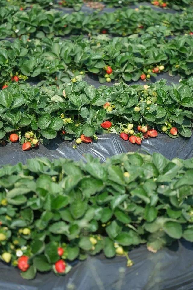 大寒游清城：红杉、花海、甜果，品尽冬日三味