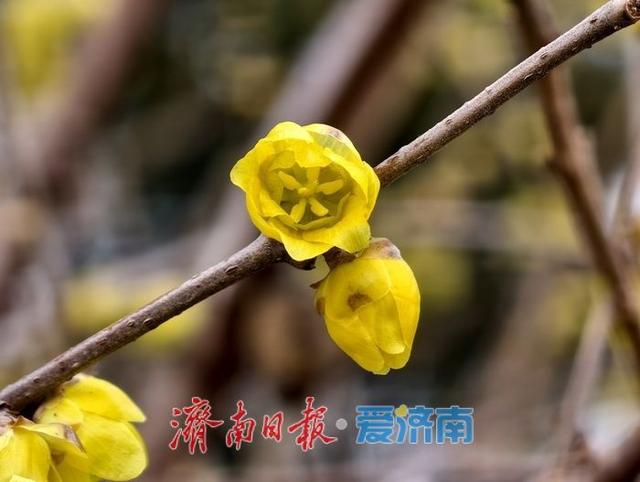 大明湖畔 蜡梅绽放