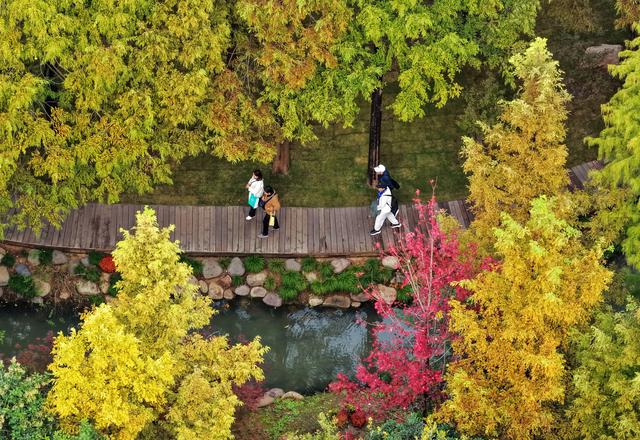 秋声渐杳 斑斓成诗#