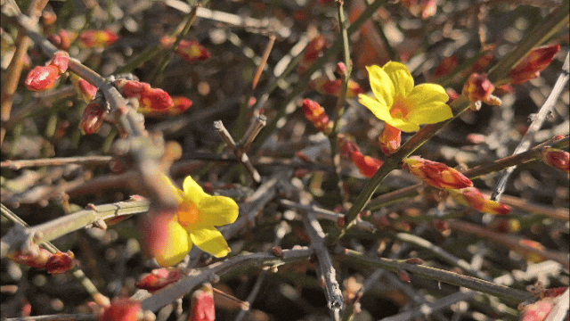 细碎春光，温柔了整个亦庄