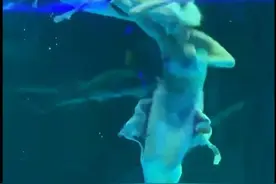 美人鱼演员突被大鱼咬头 景区：鲟鱼没有牙齿 演员无大碍图片